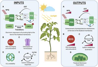 A Holistic Approach to Study Photosynthetic Acclimation Responses of Plants to Fluctuating Light